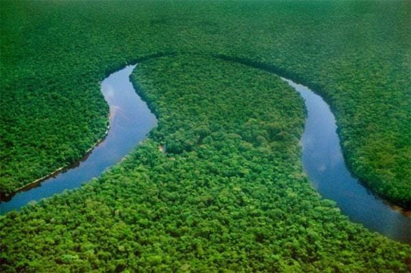 Dense rainforest of Salonga National Park