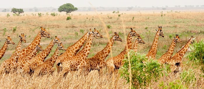 Giraffes and elephants in Garamba National Park savanna