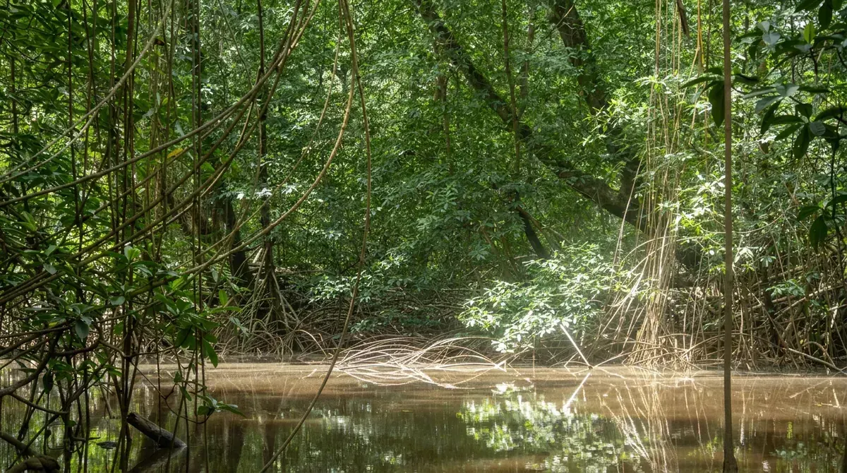 Mangrove Marine Park in Muanda, Central Kongo, Democratic Republic of Congo
