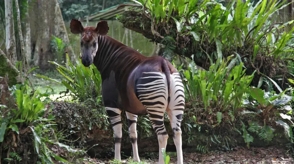 Okapi Wildlife Reserve UNESCO World Heritage Site in Ituri Forest