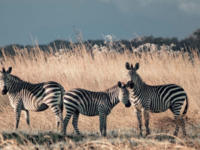 Lakes and savannas of Upemba National Park